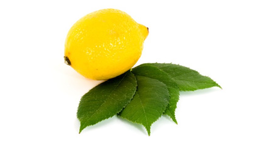 Lemon trees can grow in Canada as potted trees. Lemon trees can grow in Canada as potted trees.