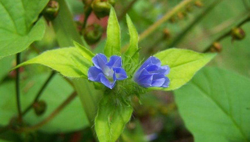 Some plants open only in response to sunlight and warm temperatures Some plants open only in response to sunlight and warm temperatures