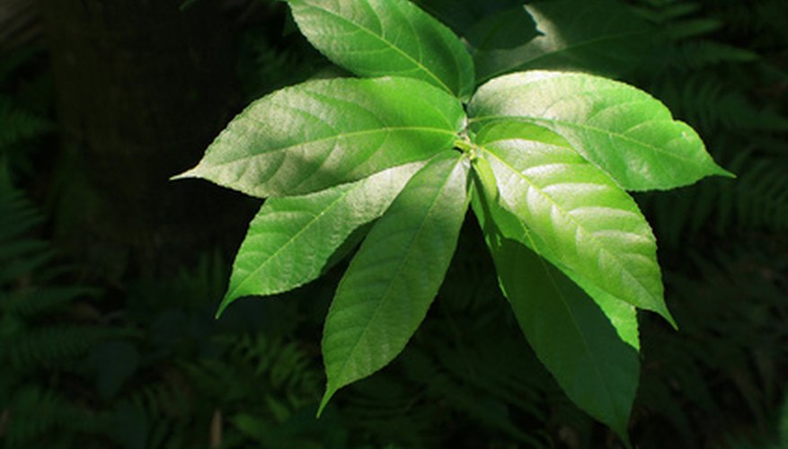 Arboricola plants are easy to maintain. Arboricola plants are easy to maintain.