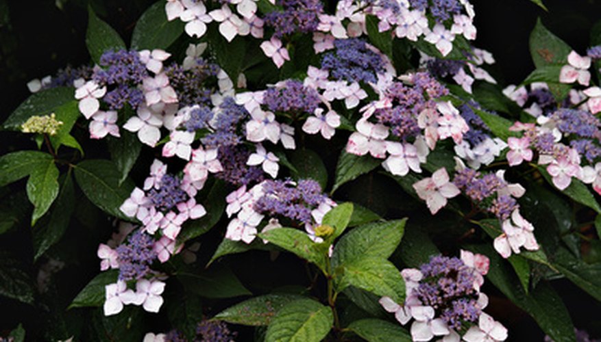 Lace-cap hydrangeas will grow in the parts of Massachusetts within USDA Plant Hardiness Zone 6 and 7. Lace-cap hydrangeas will grow in the parts of Massachusetts within USDA Plant Hardiness Zone 6 and 7.