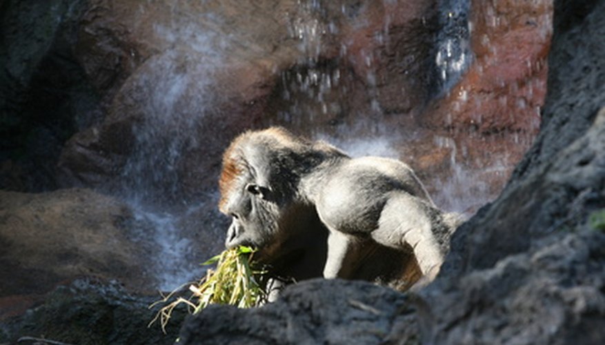 Silverback gorillas need about 60 pounds of food per day. Silverback gorillas need about 60 pounds of food per day.