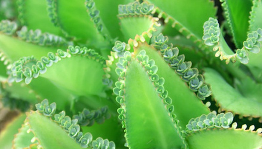 Kalanchoe plants have leaves lined with young plantlets. Kalanchoe plants have leaves lined with young plantlets.