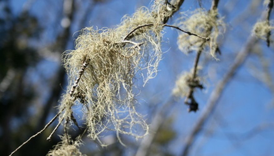 Black mass can be eaten any time of the year. Black mass can be eaten any time of the year.
