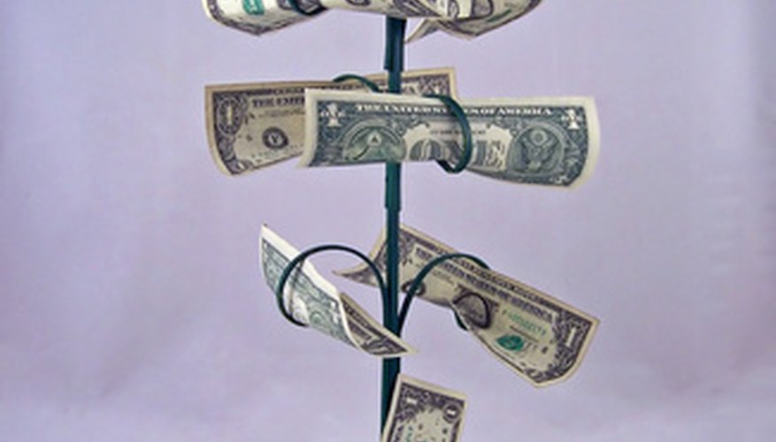 Although the Pachira is called a money tree, it looks nothing like this picture. Although the Pachira is called a money tree, it looks nothing like this picture.
