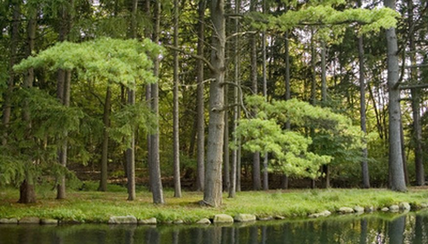 Evergreens can be prone to a number of insects. Evergreens can be prone to a number of insects.
