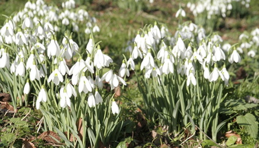 Snowdrops Snowdrops