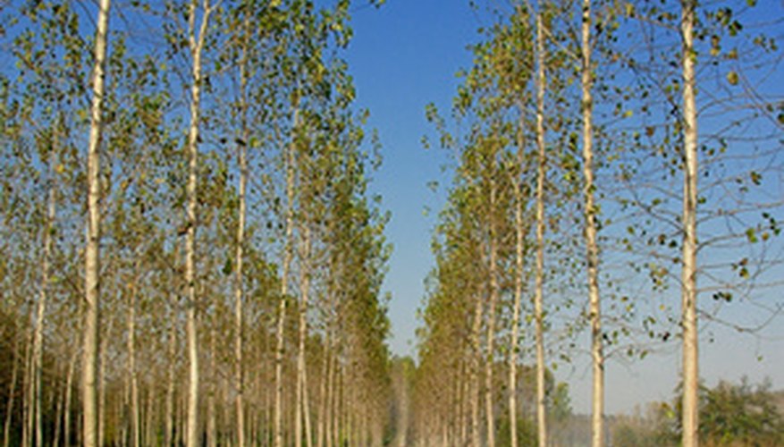 Poplar trees are often planted in rows. Poplar trees are often planted in rows.