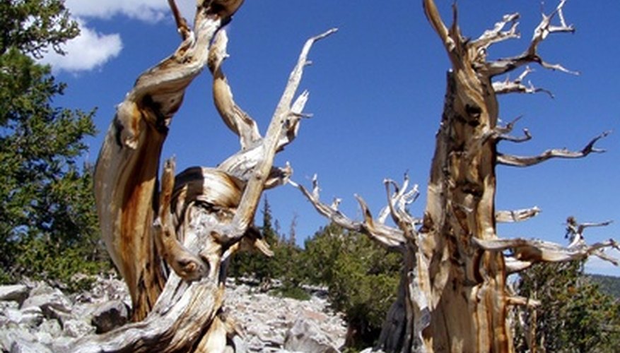 Bristlecone pines sometimes feature thousands of tree rings. Bristlecone pines sometimes feature thousands of tree rings.