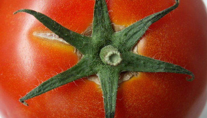 Gardeners can choose from hundreds of tomato varieties. Gardeners can choose from hundreds of tomato varieties.