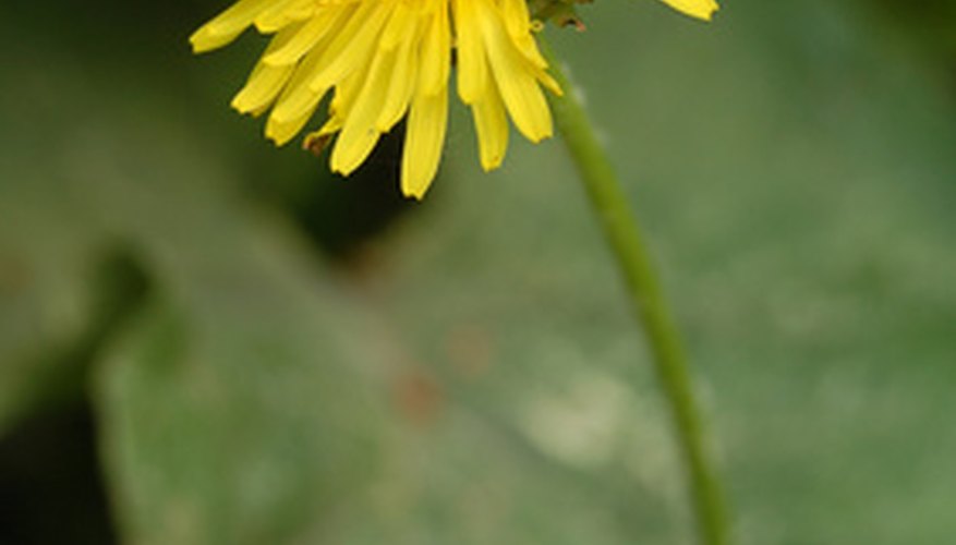 Use the right weed-killer and reseed right away. Use the right weed-killer and reseed right away.