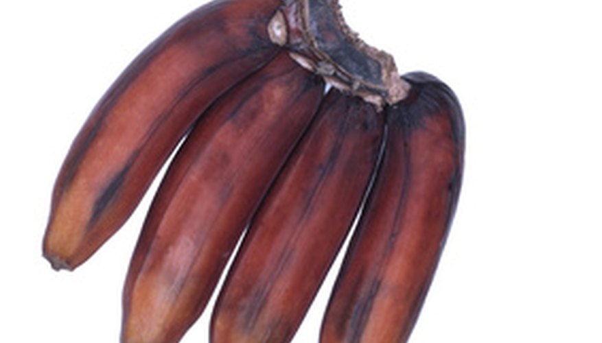 Red bananas are beautiful and delicious. Red bananas are beautiful and delicious.