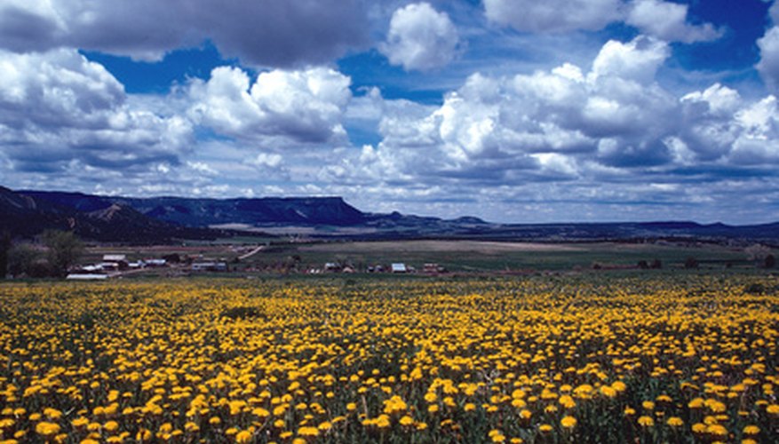 Visit a preserve in the spring to admire the yellow flowers. Visit a preserve in the spring to admire the yellow flowers.