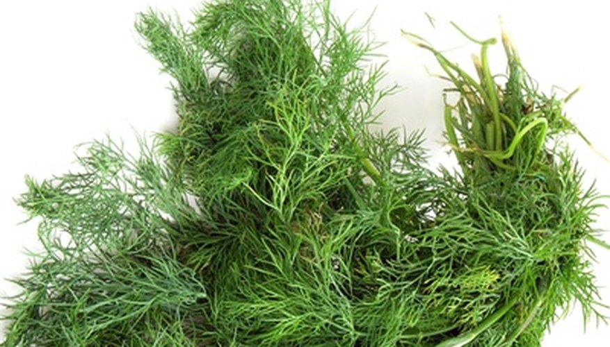 Dill is just one herb that does well in zone 10 Dill is just one herb that does well in zone 10