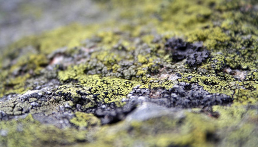 Lichen growth is prevented by sunlight. Lichen growth is prevented by sunlight.