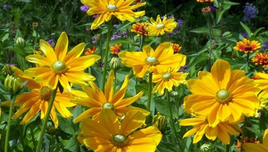 Ireland's wildflowers Ireland's wildflowers