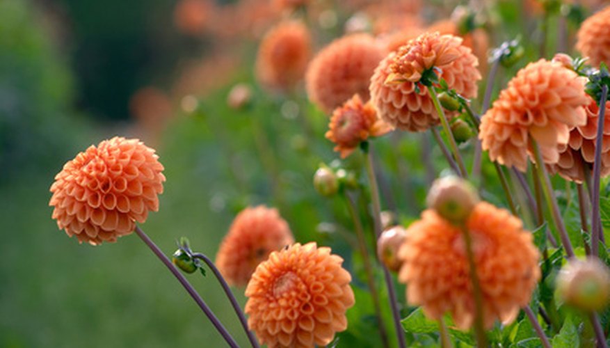 Dahlias often reach their floral peak in autumn. Dahlias often reach their floral peak in autumn.