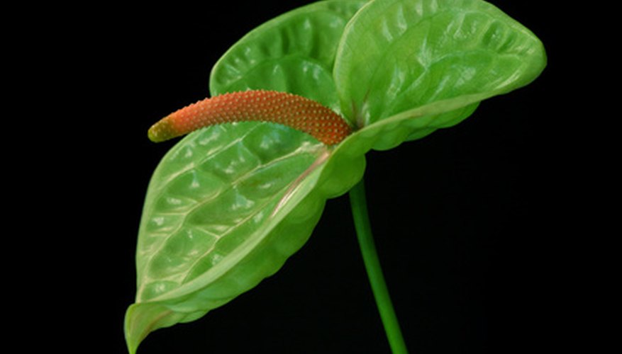This anthurium is hundreds of tiny flowers rising above a specialized leaf. This anthurium is hundreds of tiny flowers rising above a specialized leaf.