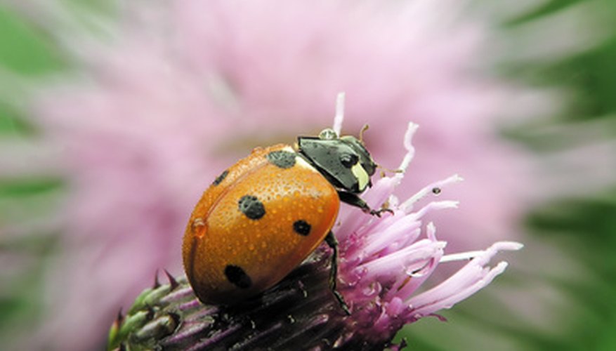 The ladybug is a beneficial insect that can rid a greenhouse of aphids. The ladybug is a beneficial insect that can rid a greenhouse of aphids.