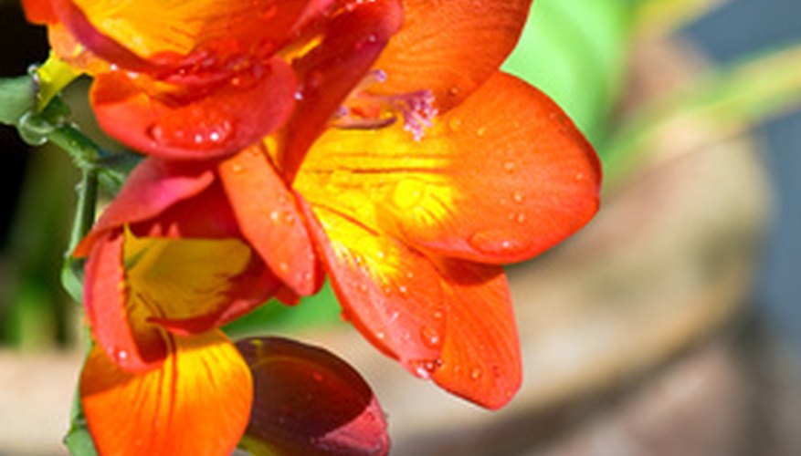 Freesia flowers are perfect as cut flowers. Freesia flowers are perfect as cut flowers.