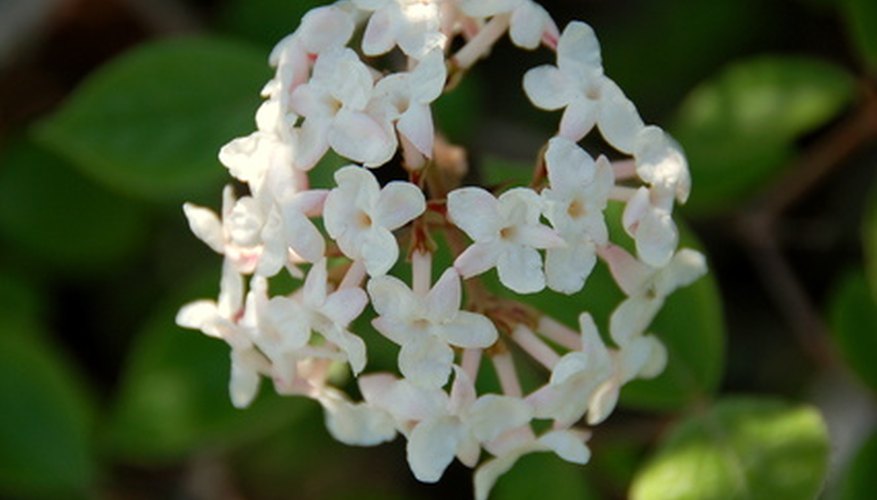 Viburnums are among the most useful shrubs. Viburnums are among the most useful shrubs.