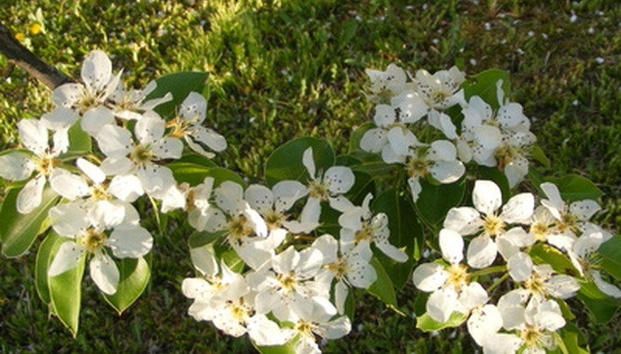 Ornamental pears feature white blossoms. Ornamental pears feature white blossoms.