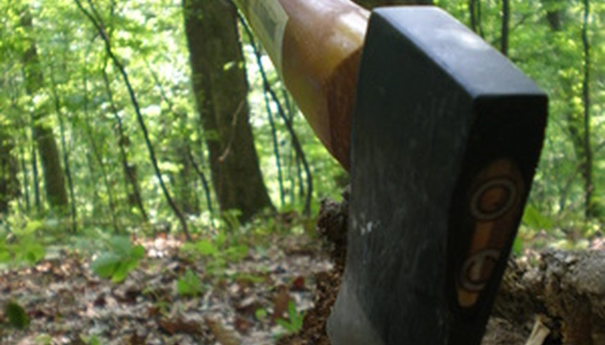 You can cut down a goldenrain tree with an axe or chain saw. You can cut down a goldenrain tree with an axe or chain saw.
