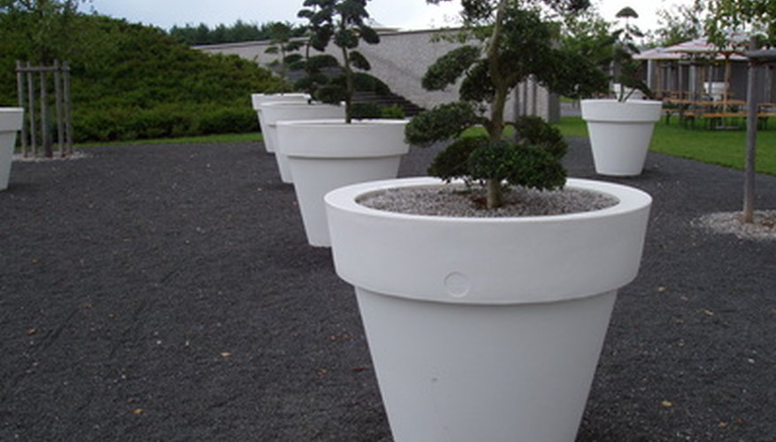 Conifer bonsai trees Conifer bonsai trees