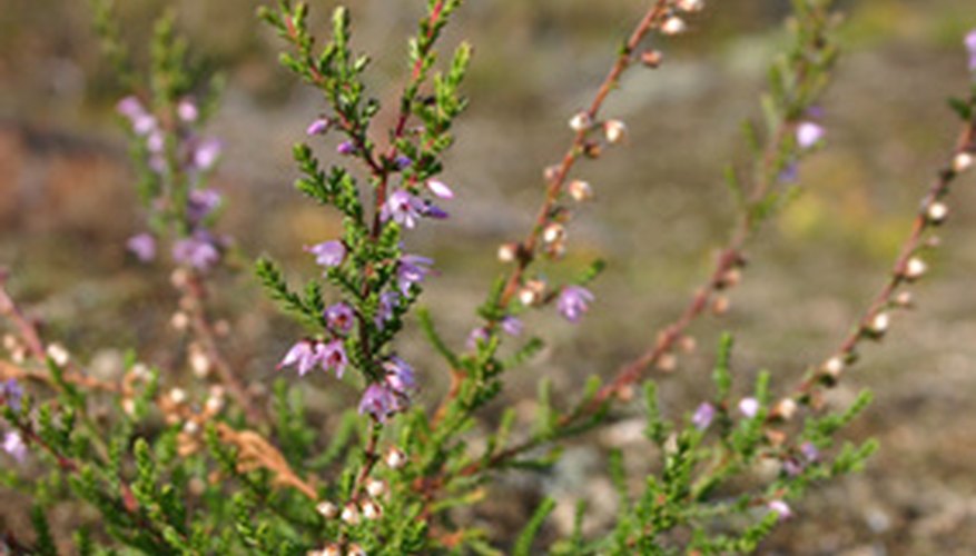 Easy-to-grow Mexican heather Easy-to-grow Mexican heather