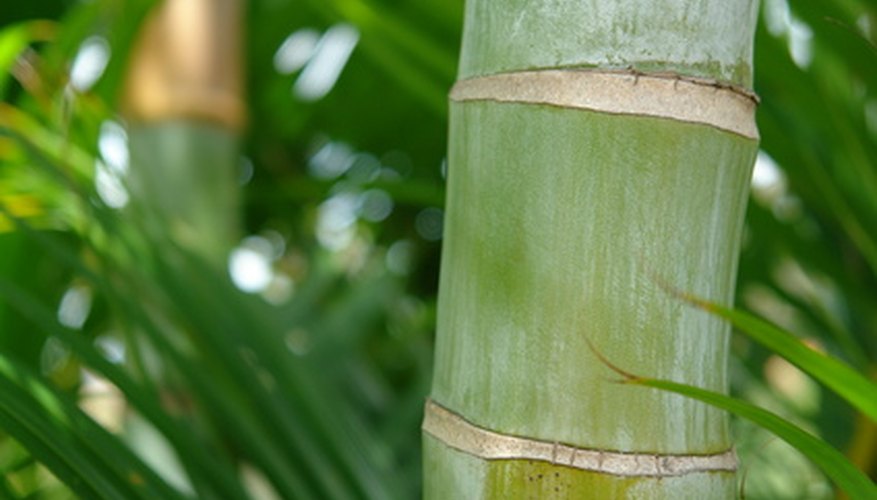 One of many cane-like trunks of an areca palm cluster. One of many cane-like trunks of an areca palm cluster.