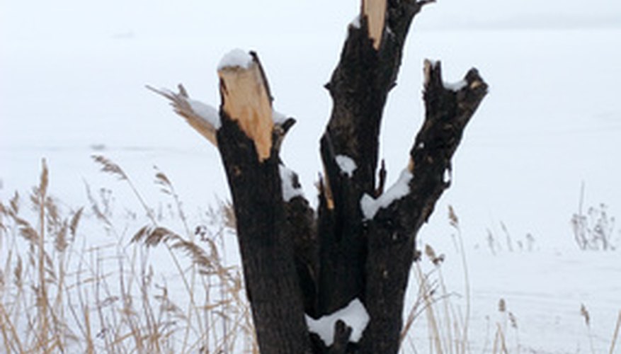 To remove a shrub stump, you will need to dig the stump out. To remove a shrub stump, you will need to dig the stump out.
