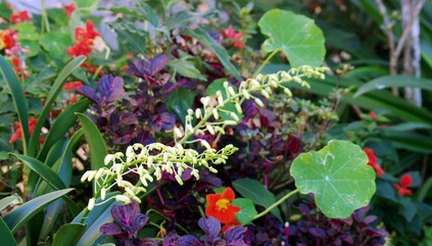 Some plants may only thrive in specific hardiness zones. Some plants may only thrive in specific hardiness zones.