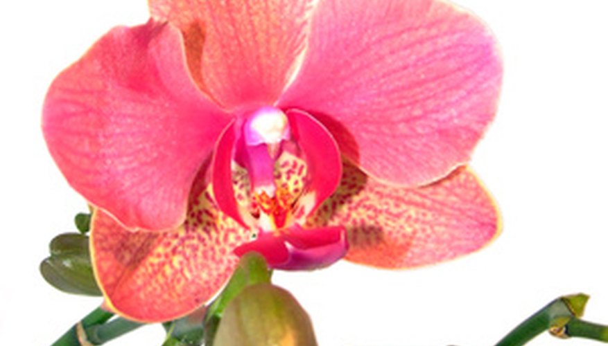 Orchid petals are, in fact, different flower structures. Orchid petals are, in fact, different flower structures.
