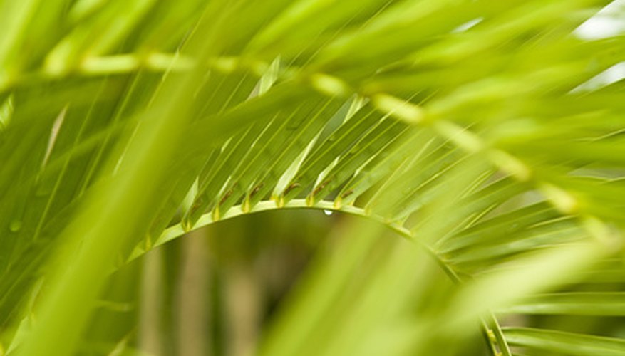 Palm trees add a tropical look to any room. Palm trees add a tropical look to any room.