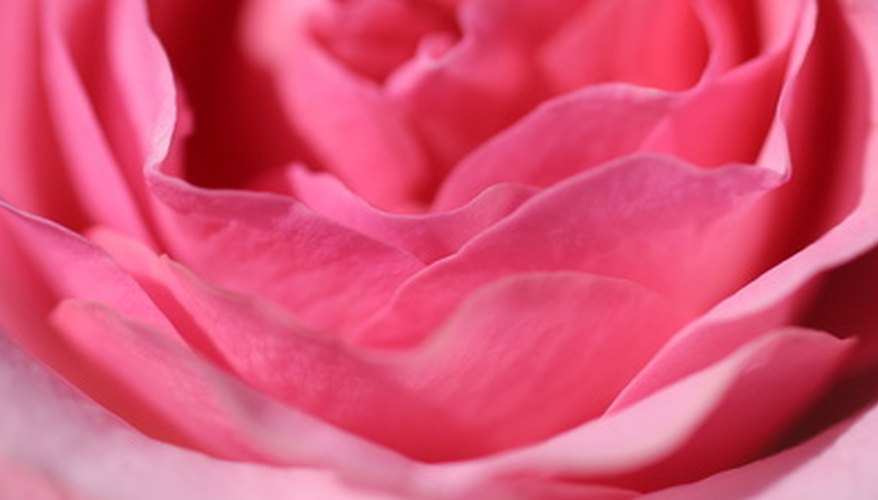Petals are modified leaves. Petals are modified leaves.