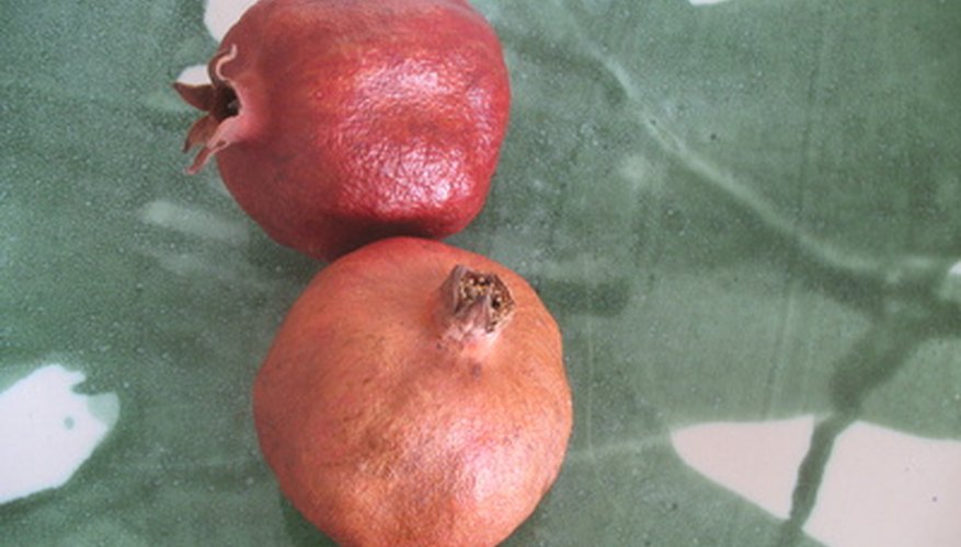 Pomegranate fruit trees grow best in the western half of Oregon. Pomegranate fruit trees grow best in the western half of Oregon.