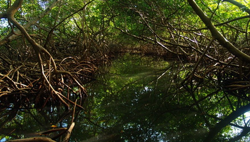 Mangrove trees are found in Myanmar. Mangrove trees are found in Myanmar.