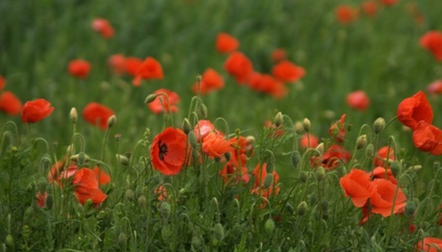 Poppies produce legal and illegal substances in one brilliant bloom. Poppies produce legal and illegal substances in one brilliant bloom.