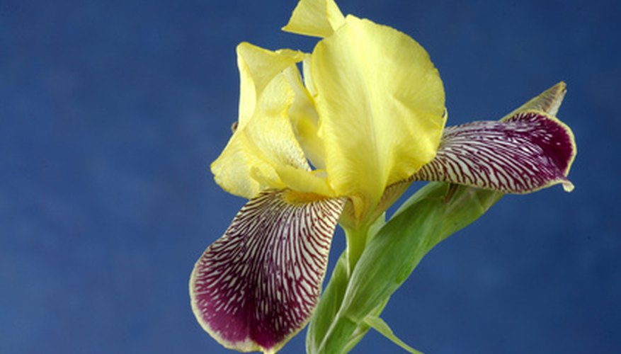 Iris standards in yellow Iris standards in yellow