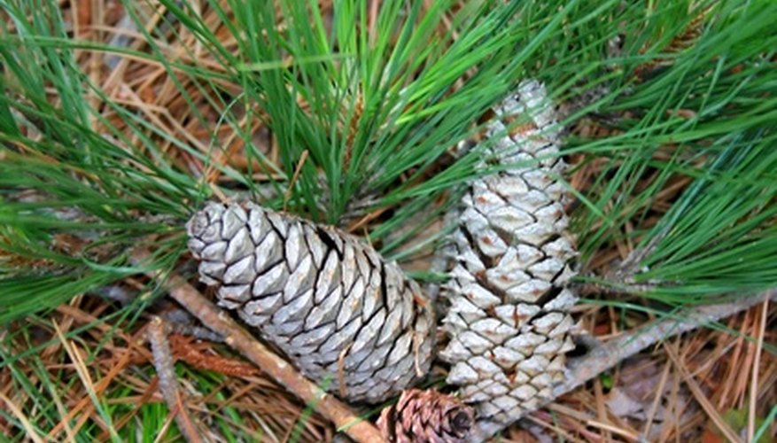 California pine trees California pine trees