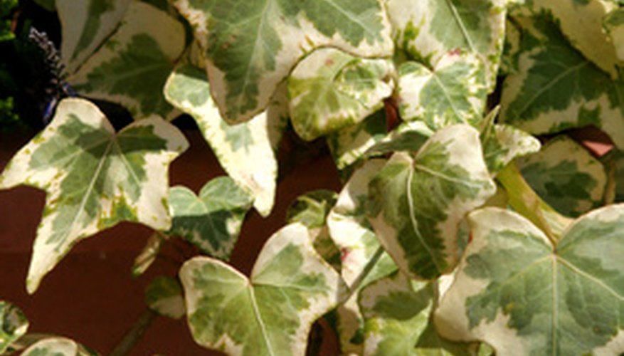 Variegated ivy Variegated ivy