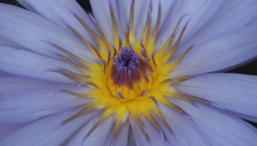 Tropical water lily Tropical water lily
