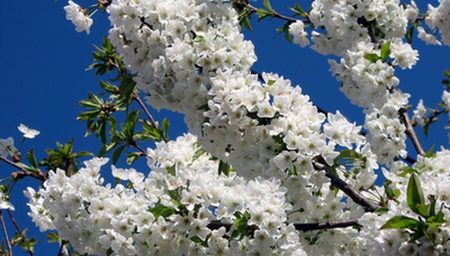 The sweet scent of sand cherry shrubs enhances any landscape. The sweet scent of sand cherry shrubs enhances any landscape.