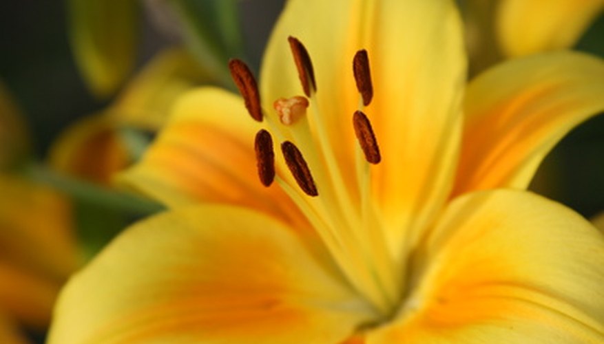 The six anthers are dark brown. The six anthers are dark brown.