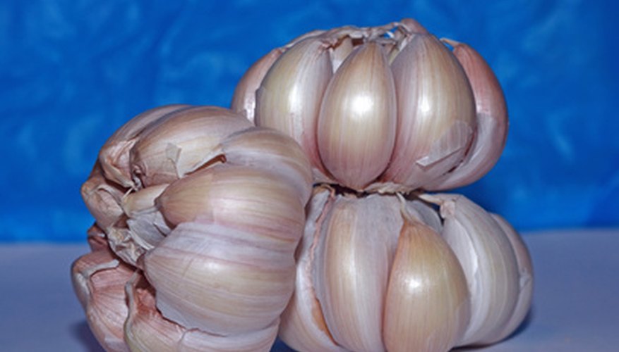 A garlic bulb contains up to 20 cloves. A garlic bulb contains up to 20 cloves.
