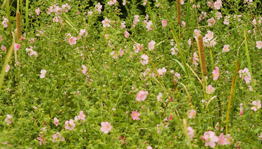 Marsh shrubs provide masses of color and texture. Marsh shrubs provide masses of color and texture.