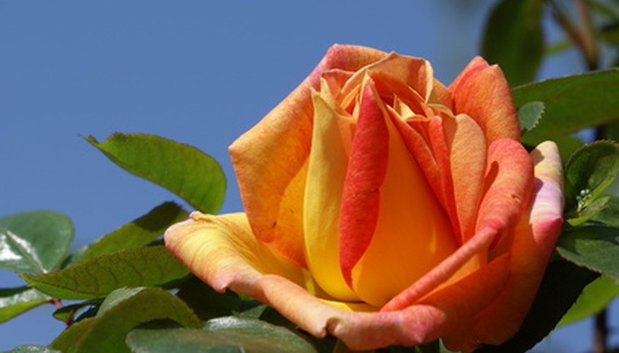 Rose bush with blossom Rose bush with blossom