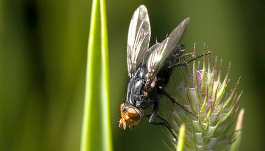 Flies play an important role in pollination. Flies play an important role in pollination.