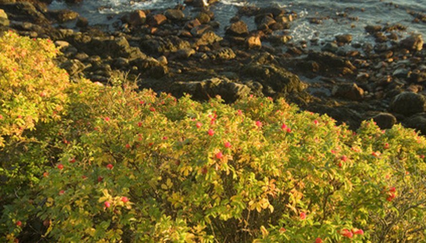Various Maine wildflowers bloom during the summer. Various Maine wildflowers bloom during the summer.