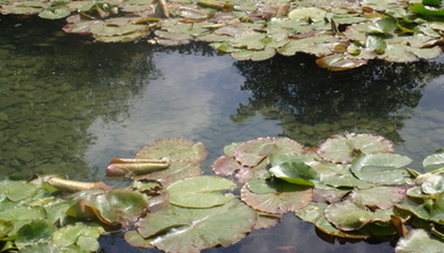 Keep the pond clean for the health of the fish and the plants. Keep the pond clean for the health of the fish and the plants.