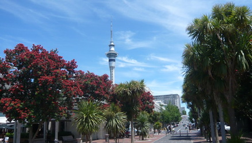 New Zealand Chriasmas trees in bloom New Zealand Chriasmas trees in bloom